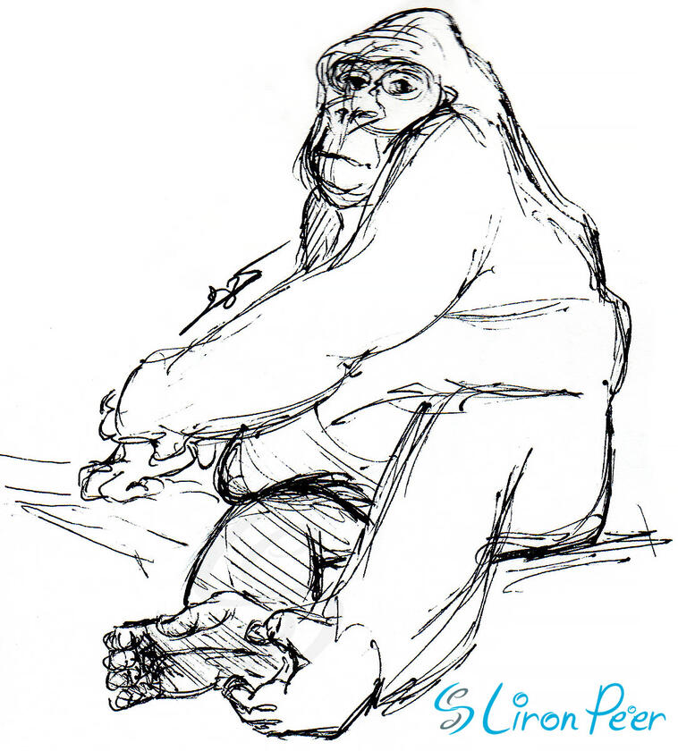 Gorilla Sketch