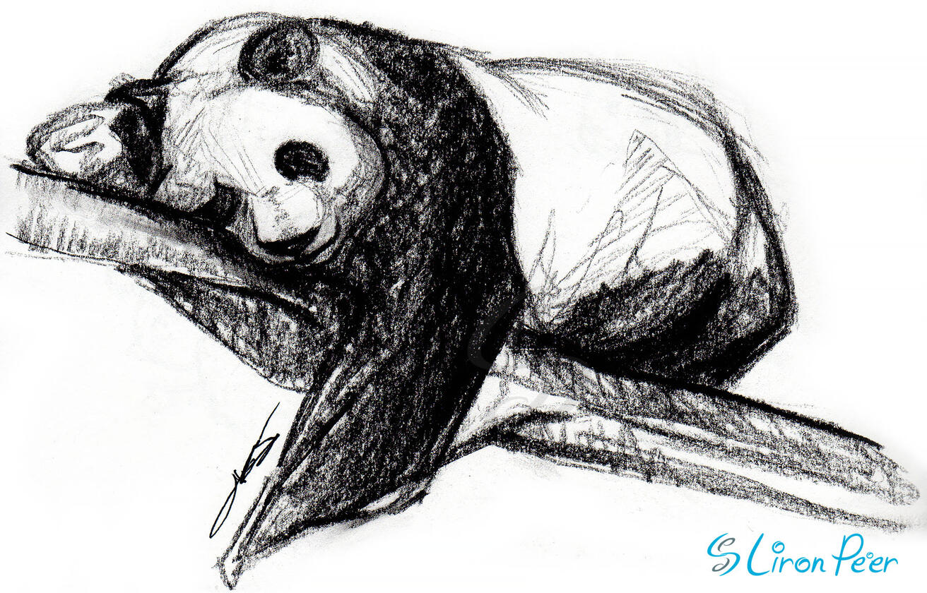 Panda Bear Sketch