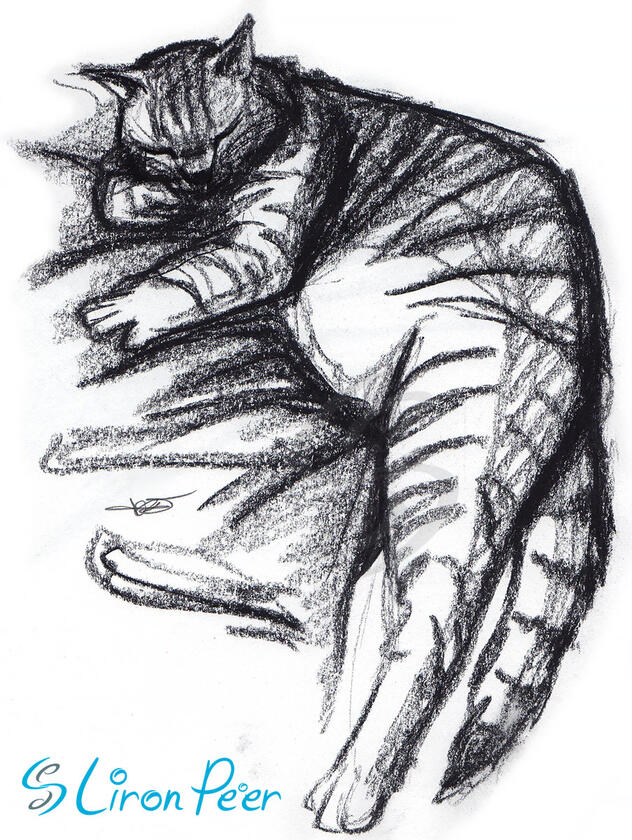 Fat Cat Sleeping Sketch