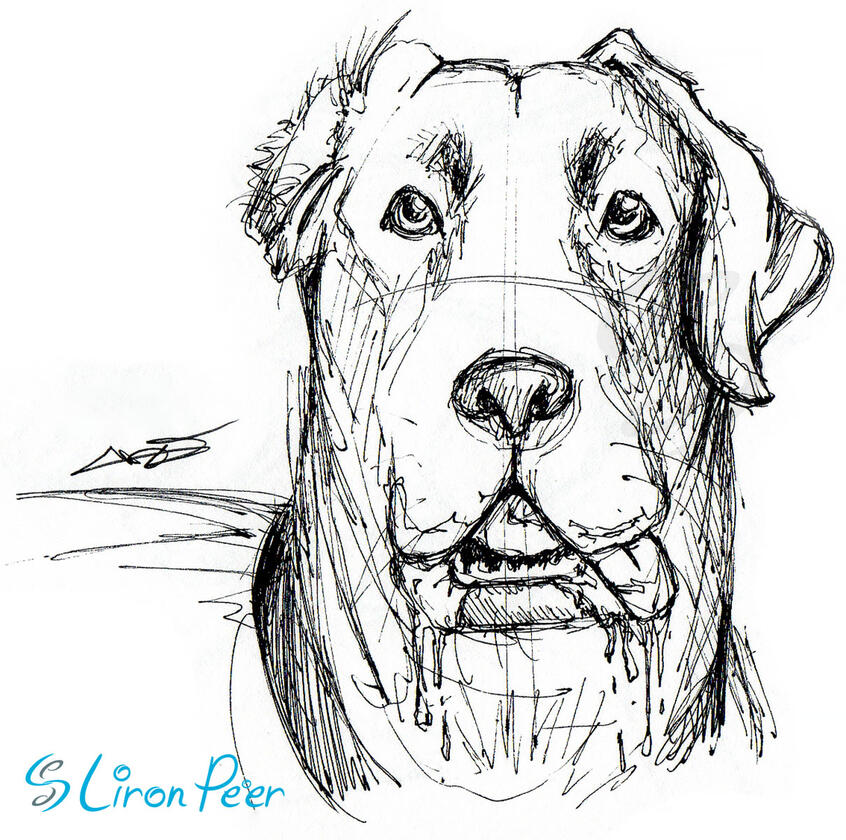 Dog Sketch