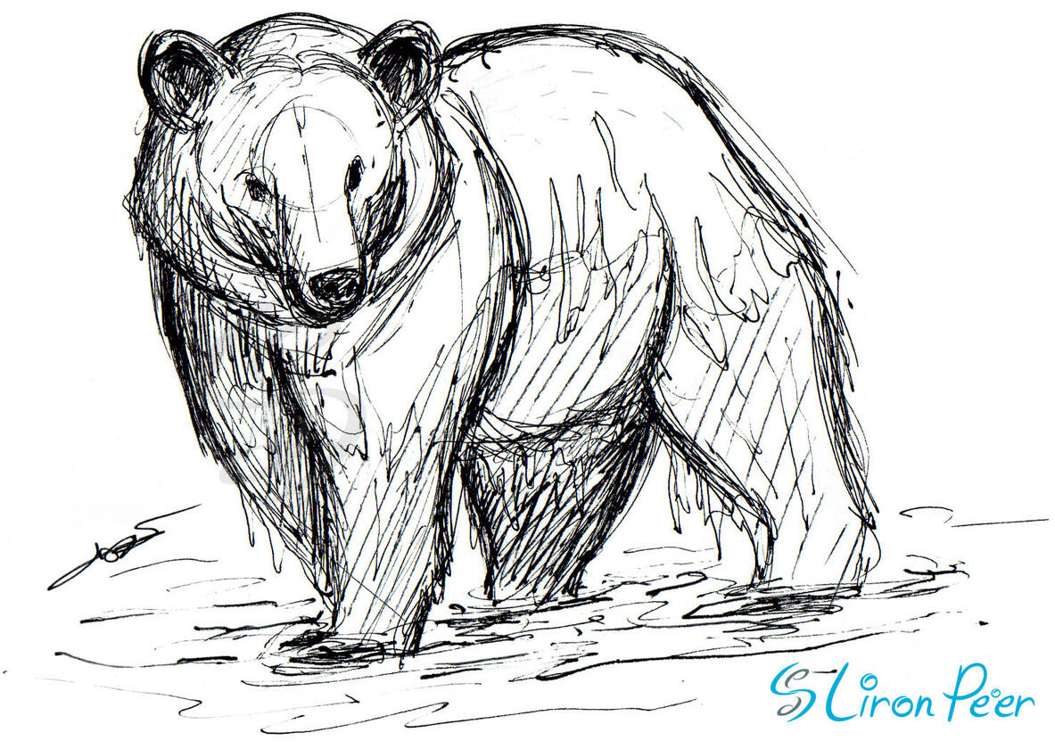 Bear in Water Sketch